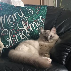 Meet your Posher, Jessica